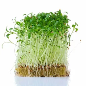 Микрозелень кориандра XXL